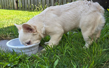 Load image into Gallery viewer, &quot;Pearl&quot; Female Platinum Fluffy French Bulldog