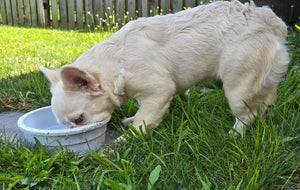 "Pearl" Female Platinum Fluffy French Bulldog