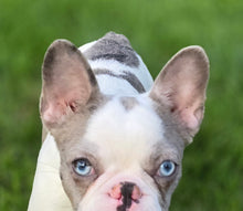 Load image into Gallery viewer, &quot;Pamela&quot; Female Merle Pied French Bulldog [CLAIMED]