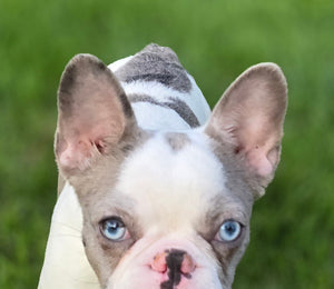 "Pamela" Female Merle Pied French Bulldog [CLAIMED]