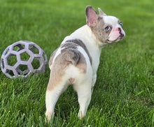 Load image into Gallery viewer, &quot;Pamela&quot; Female Merle Pied French Bulldog [CLAIMED]