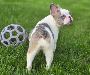 "Pamela" Female Merle Pied French Bulldog [CLAIMED]