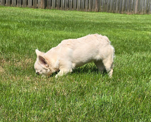 "Pearl" Female Platinum Fluffy French Bulldog