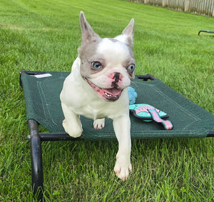 "Pamela" Female Merle Pied French Bulldog [CLAIMED]