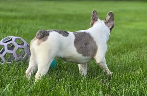 "Pamela" Female Merle Pied French Bulldog [CLAIMED]