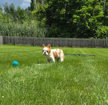 Load image into Gallery viewer, &quot;Pistachio&quot; Female Fluffy Pied Fawn French Bulldog [CLAIMED]