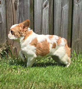 "Pistachio" Female Fluffy Pied Fawn French Bulldog [CLAIMED]