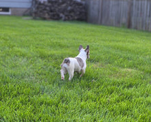 Load image into Gallery viewer, &quot;Pamela&quot; Female Merle Pied French Bulldog [CLAIMED]