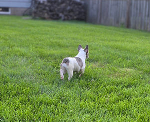 "Pamela" Female Merle Pied French Bulldog [CLAIMED]