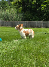 Load image into Gallery viewer, &quot;Pistachio&quot; Female Fluffy Pied Fawn French Bulldog [CLAIMED]