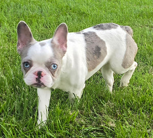 "Pamela" Female Merle Pied French Bulldog [CLAIMED]