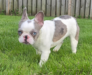 "Pamela" Female Merle Pied French Bulldog [CLAIMED]