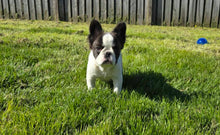 Load image into Gallery viewer, &quot;Walnut&quot; Male Fluffy French Bulldog