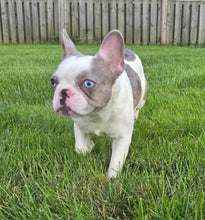 Load image into Gallery viewer, &quot;Pamela&quot; Female Merle Pied French Bulldog [CLAIMED]