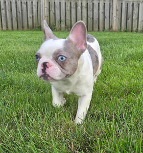 "Pamela" Female Merle Pied French Bulldog [CLAIMED]