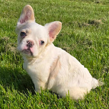 Load image into Gallery viewer, &quot;Macadamia&quot; Female Fluffy French Bulldog